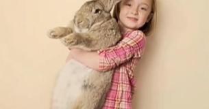 The Longest Rabbit In The World Weighs 49 Pounds And Is More Than Four Feet Long