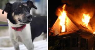 Dog Perishes In House Fire After Saving His Family By Warning Them