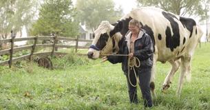 Blosom Holds The Record As The Tallest Cow Ever Towering At 6 Feet 2 Inches