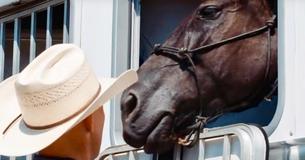 A Loving Home For Retiring Military Veteran Horses After They Have Served