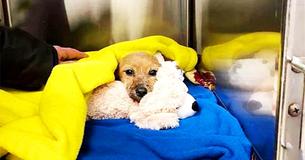 Puppy Thrown From A Bridge With Muzzle Taped Shut Is ‘Thankful’ Towards His Rescuer For Saving Him