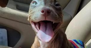 Excited Pit Bull Puppy Cannot Stop Wagging Her Tail With Joy As She Leaves Animal Shelter