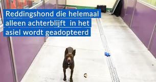 Twee jaar oude "schat van een "pitbull is het laatste huisdier in het asiel nadat alle andere dieren zijn geadopteerd