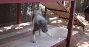 Un chien se lance dans une danse joyeuse après qu'on lui ait dit qu'il a été adopté après 4 ans au refuge