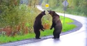 Deux grizzlis qui se battent le long de l'autoroute sont pris sur vidéo à l'occasion du spectacle rare