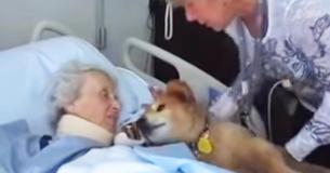 Vrouw omhelst 19 jaar oude therapiehond op haar sterfbed, en de hond troost haar onmiddellijk