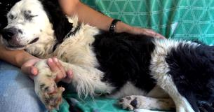 Geredde hond valt in slaap op schoot van de redder nadat ze doorheeft dat ze is gered