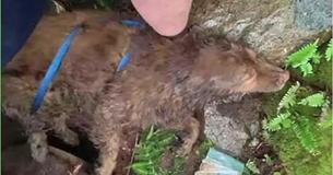 17 jaar oude dove hond gevonden in Crevasse na 4 dagen vermist te zijn Sleeping Giant Park