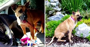 Vrouw vraagt dierenasiel om oudste, meest afgewezen hond en gaat uiteindelijk naar huis met twee honden.