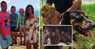 Family Brings Two Stray Dogs Back Home From The Caribbean, Ended Up With 17 Puppies
