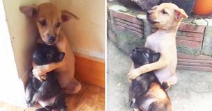 Zelfs nadat ze gered zijn, stoppen deze twee puppy's niet met elkaar te knuffelen