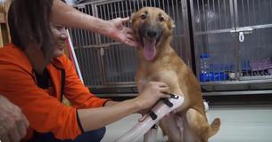 Ein Hund, dessen Vorderbeine abgehackt wurden, weil er auf Schuhen herumgekaut hatte, blüht in der Obhut seiner Retter wieder auf