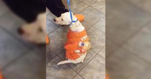 Kritisch gewonde hond sleept zichzelf naar de hardloper die haar vindt