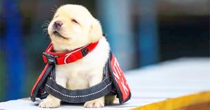 U.S. Citizens Can Adopt Dogs Who Failed Government Training For Being Too Friendly