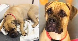 Hond loopt 200 kilometer met tranen in de ogen en probeert haar baasje te vinden die haar in de steek heeft gelaten