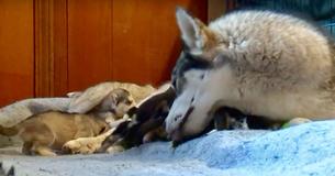 Politieagenten redden hond met pasgeboren puppy's thuis nadat ze gewond was geraakt bij een aanrijding
