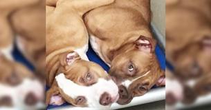 Pitbull Brothers At A Virginia Shelter Clearly Do Not Like Being Separated