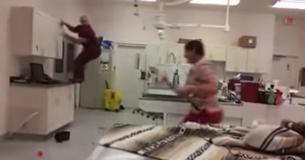 Man Should Get An Oscar For Pretending To Be A Fractious Cat During A Veterinary Training Video