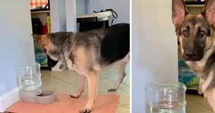 Duitse herder is volledig verbaasd over de automatisch vullende waterbak