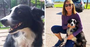 Une femme quitte son emploi pour passer 57 jours à la recherche de sa chienne perdue, et la retrouve enfin