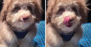 Dog With Human Face Has Been Made Famous On Internet