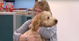 Labradoodle Breed Creator Says He's 'Released A Frankenstein Monster'