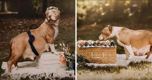 Rescue Dog Gets Her Very Own Maternity Photoshoot