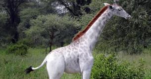 Une girafe blanche rare peut être vue en train de brouter dans la brousse africaine