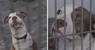 Un chien amical et plein d'amour nommé Bailey a été euthanasié à cause de sa race