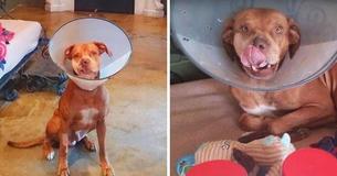 Dog Without Part Of Face Was Left By Owners, But A Life-Changing Surgery Gave Him Another Chance
