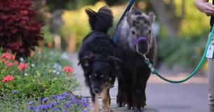 Adorable Dog Is Caretaker To Orphaned Takin At The Cincinnati Zoo
