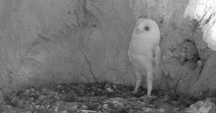 Baby Barn Owl Reacts To Hearing Thunder For First Time