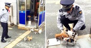 Stray Cat Wanders Into Police Station To Have Kittens And Decides To Stay