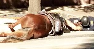 Texas Cop Comforts His Fallen Police Horse During Her Final Moments
