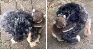 Confused Baby Koala Hitches A Ride On Dogs Back Thinking It's His Mother