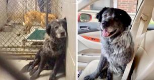 'Broken' Pup Cannot Stop Smiling When He Realizes He's Being Rescued