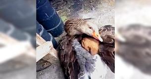 Une oie réchauffe un chiot perdu avec ses ailes