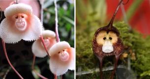 Une espèce unique d'orchidée ressemble étrangement aux singes