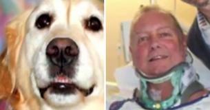 Un Golden Retriever sauve la vie de son propriétaire en restant à ses côtés pendant près de 20 heures dans des températures glaciales