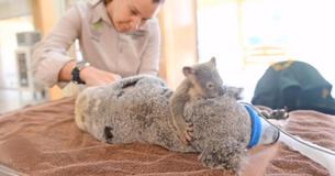 Un bébé Koala ne se séparera pas du côté de sa mère pendant une intervention chirurgicale après avoir été renversé tous les deux par un véhicule