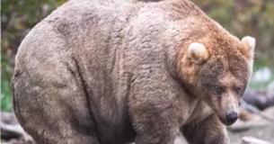 Holly, Bear 435, Is 2019's Winner Of Fat Bear Week And Our New Bear Queen