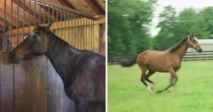 Rescued Horses Experience Joy Of Running In Open Field