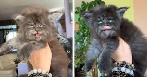 Manche Maine Coon Katzen sehen wie Werwölfe aus