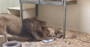Le lion du zoo de Denver s'accroupit pour rencontrer son bébé face à face