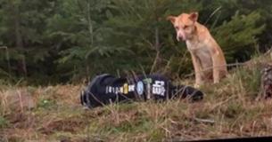 Une fille fait semblant d'être blessée pour sauver un chien errant