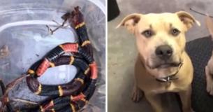 Un Pit-Bull meurt après avoir protégé les enfants de ses propriétaires contre un serpent venimeux