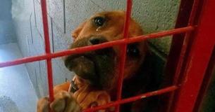 Un cane in un canile in New Mexico piange ogni notte fino a quando non viene finalmente adottato