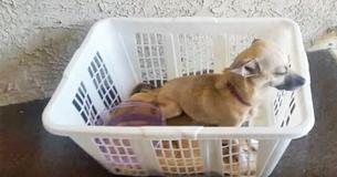 Toen ze net van huis weggingen, zag een stel een pup in nood, ze pakten snel een wasmand
