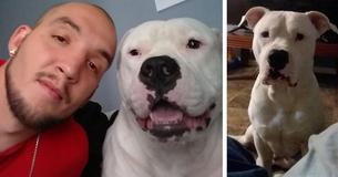 Un homme a mis sa voiture en vente pour se payer une chirurgie canine après que le chiot ait été diagnostiqué avec un blocage intestinal