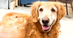 Owner Heartlessly Abandoned Her Golden Retriever With A 42-Pound Tumor